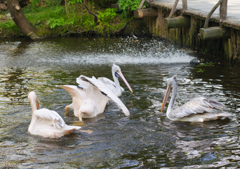 group of pelicans in the pond, diving pelican