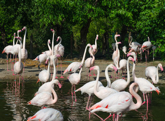 group of pink flamingos