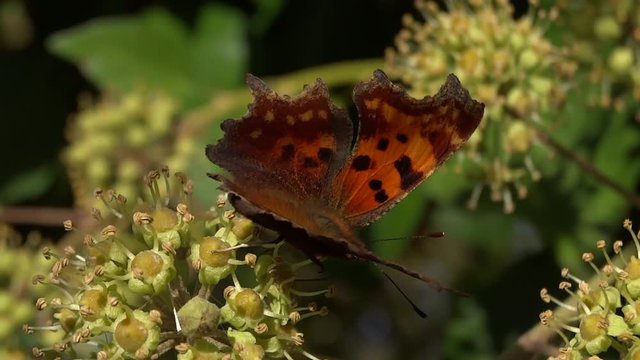 Papillon robert le diable butinant une fleur de lierre.