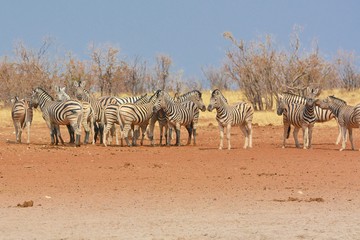 Fototapeta na wymiar Zebraherde (Equus quagga) im Westen des Etosha Nationalparks