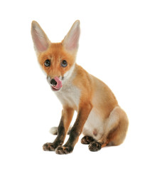 Fototapeta premium Little fox cub sitting isolated on white