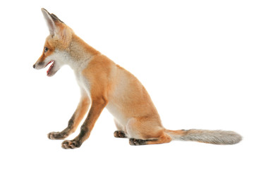 Little fox cub sitting isolated on white