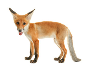 Obraz premium Cute fox cub isolated on white