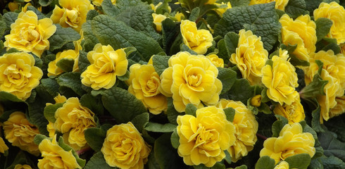 Obraz na płótnie Canvas Yellow primula flowers