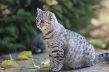 Scottish kitten, close-up