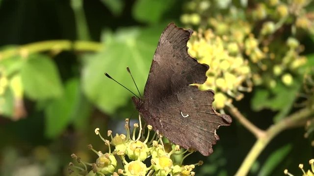 Papillon robert le diable butinant une fleur de lierre est chass&eacute; par un frelon.