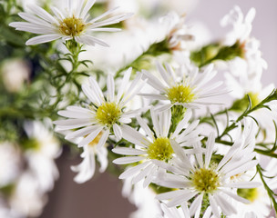 Daisies on a branch