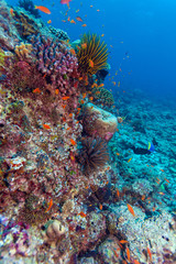 Naklejka na ściany i meble Deep Water Coral Reef