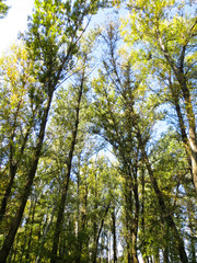 Obraz premium Looking up in a forest on autumn