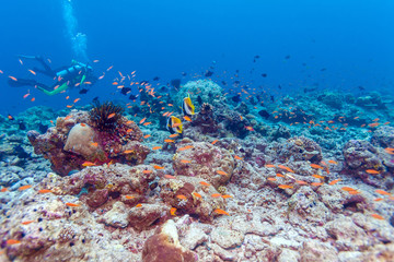 Fototapeta na wymiar Pair of Banner Fishes near Coral, Maldives