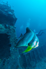 Big Bat Fish and shipwreck