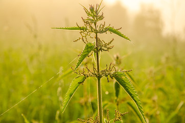 on a green lawn in the early foggy morning