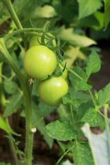 Green Tomatoes in a garden
