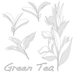 green tea leaf isolated on white background