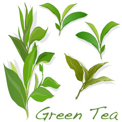 green tea leaf isolated on white background