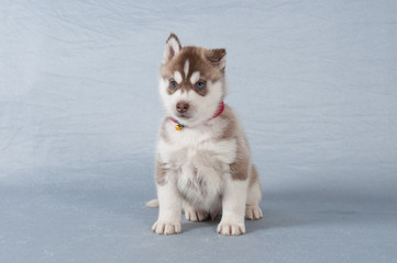 Husky Welpe mit  kupferfarbenem Fell