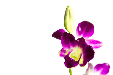 isolated purple orchids on white
