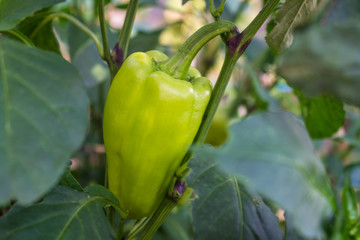 Bell pepper
