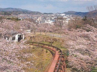  Cherry blossom in Funaoka Joshi Park in Miyagi prefecture, Japan