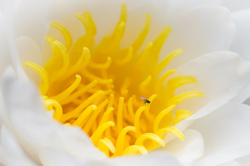 Small fly sitting on a water lily