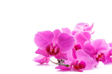 Fototapeta na wymiar pink stripy phalaenopsis orchid