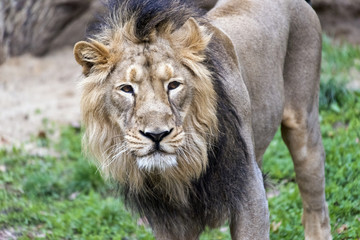 Fototapeta na wymiar Lion head