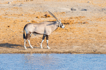 Oryx walking near waterhole in daylight. Wildlife Safari in Etosha National Park, the main travel...