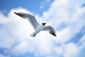 Fototapeta na wymiar white sea gulls flying in blue sunny sky