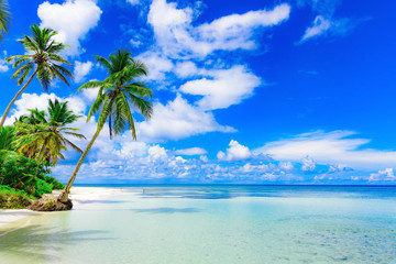 Palm Ocean Sky