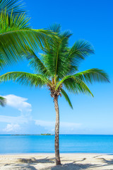 Obraz premium Palm Ocean Sky