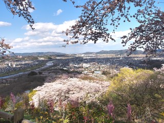Cherry blossom in Funaoka Joshi Park in Miyagi prefecture, Japan