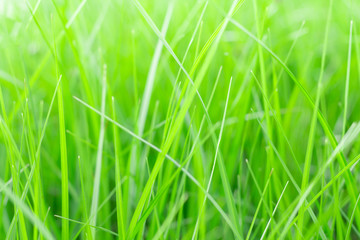 Fototapeta na wymiar Grass
