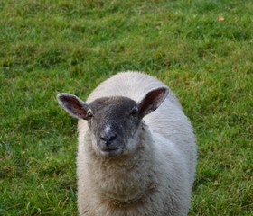 Sheep 