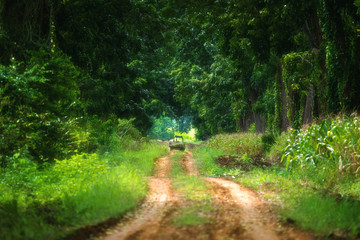 Natural tunnel by green trees in forest with pathway