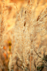 Fototapeta premium Ornamental Grass in the Fall. Autumn background.