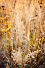 Fototapeta premium Ornamental Grass in the Fall. Autumn background.