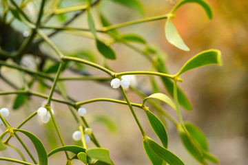 Mistletoe with whitw berries - Viscum album White berries on mistletoe - obrazy, fototapety, plakaty