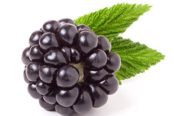 blackberry with leaf isolated on a white background closeup