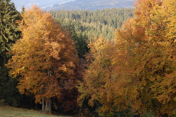 Autumn