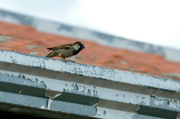 Sparrow seated on a roof
