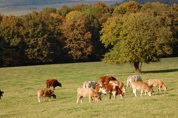 Cows