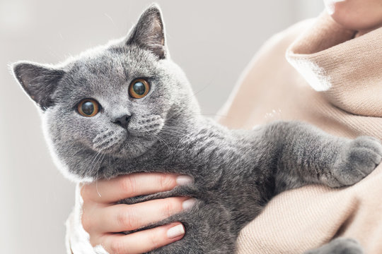 Cute kitten hold in hands. The British Shorthair