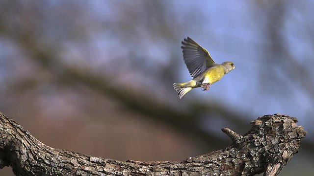 European Greenfinch, carduelis chloris, Adult taking off from Branch with Food in its Beak, Slow motion
