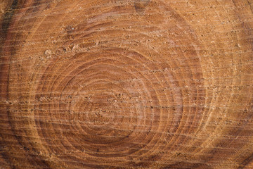 Naklejka premium cross section of the tree