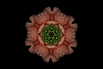 Orange and green symmetrical flower on black