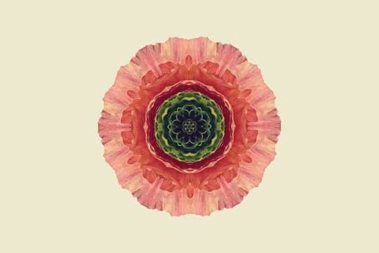 Red, orange and green symmetrical flower on white
