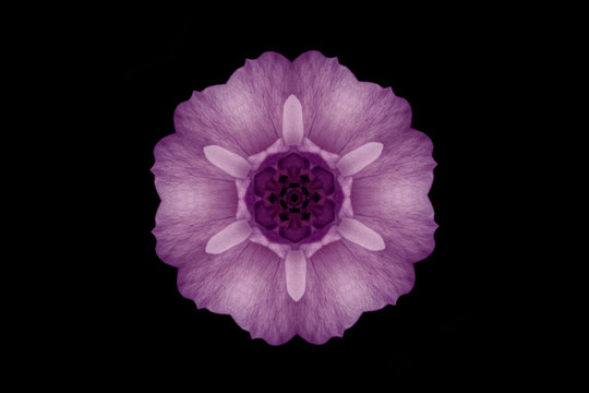 Purple symmetrical flower on black