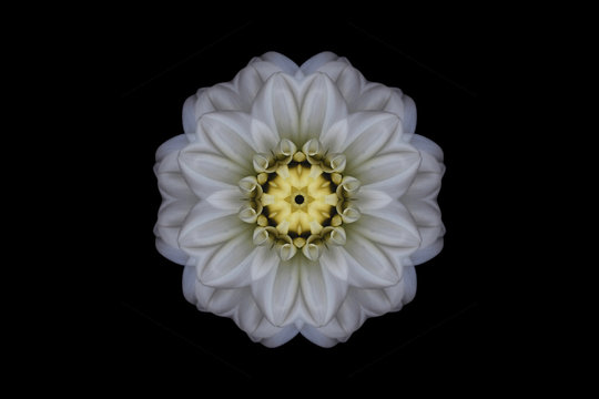 White and yellow symmetrical flower on black
