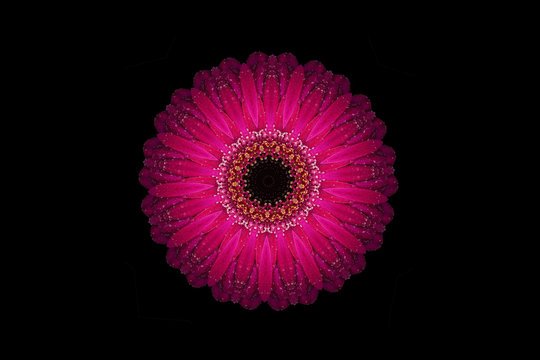 Pink symmetrical gerbera flower on black