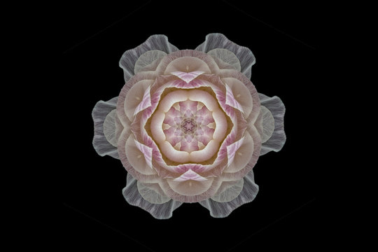 White and pink symmetrical flower on black